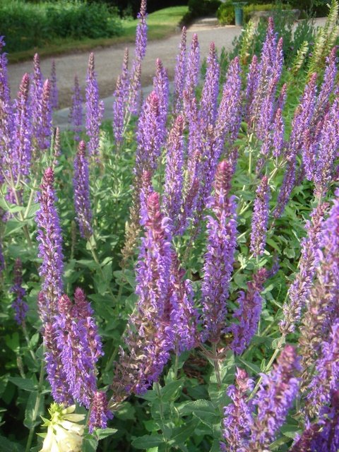 Salvia hybride 'Superba'